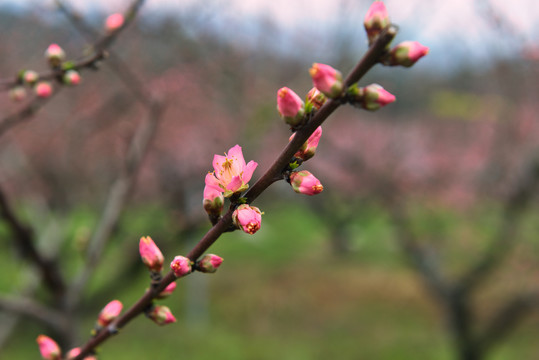 桃花园风光