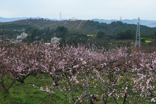 桃花园风光