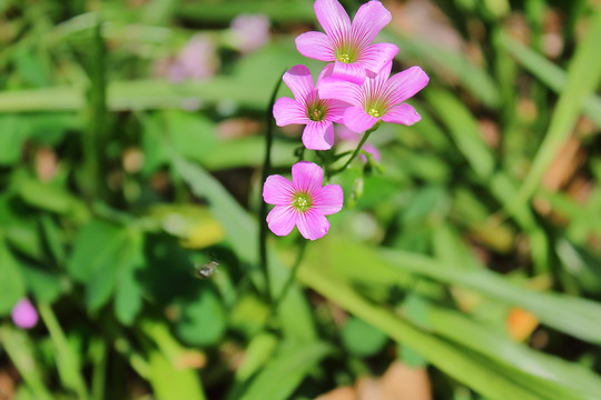 紫色小野花