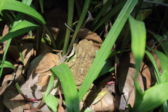 草丛中的蟾蜍癞蛤蟆蛙