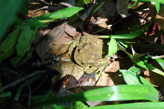 草丛中的蟾蜍癞蛤蟆蛙