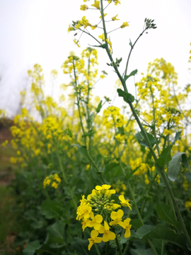 油菜花