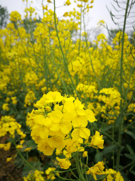 春天的油菜花