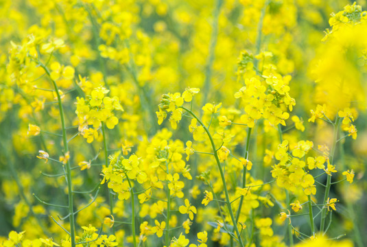 油菜花开