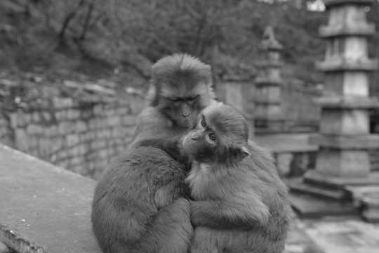 猴子抱团