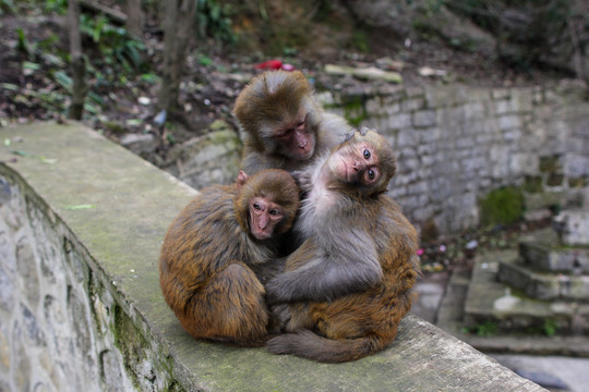 猴子社群