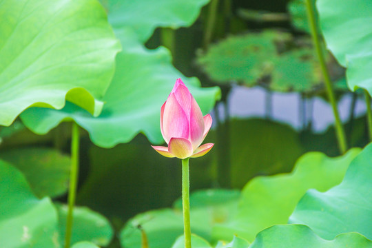 荷花花苞