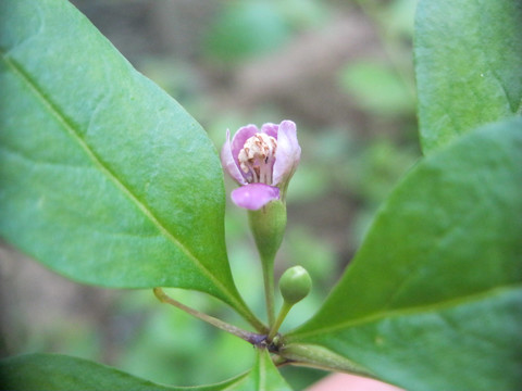 枸杞花