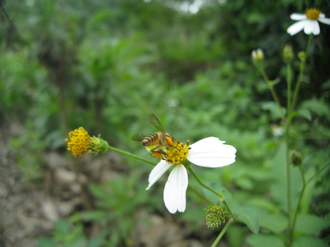 蜜蜂采蜜