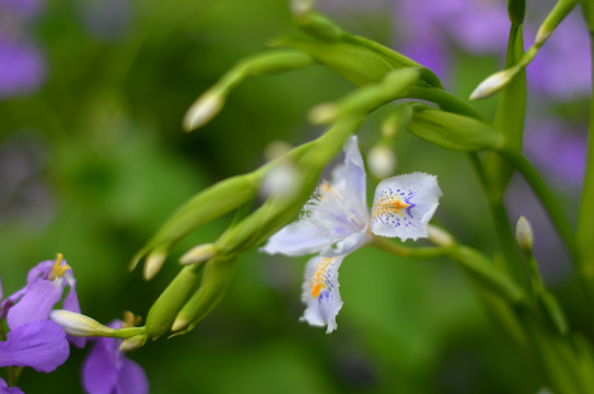 蝴蝶花