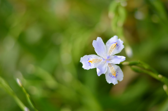 蝴蝶花