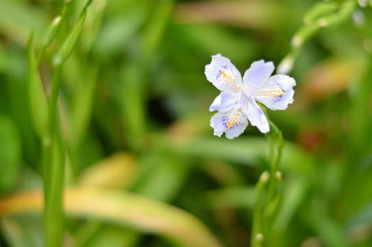 蝴蝶花