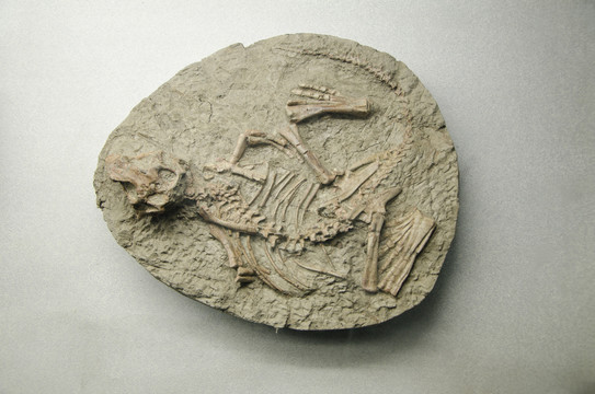 鹦鹉嘴龙化石模型