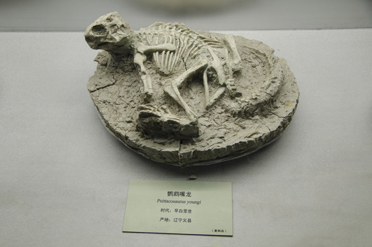 恐龙化石模型