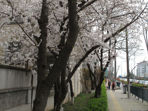 樱花与人行道