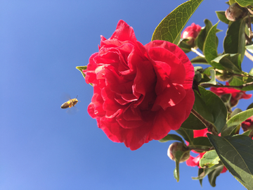 云南茶花和采蜜的蜜蜂