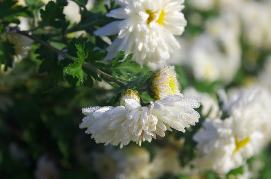 滁州贡菊