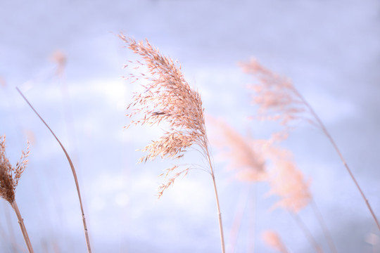 芦苇花