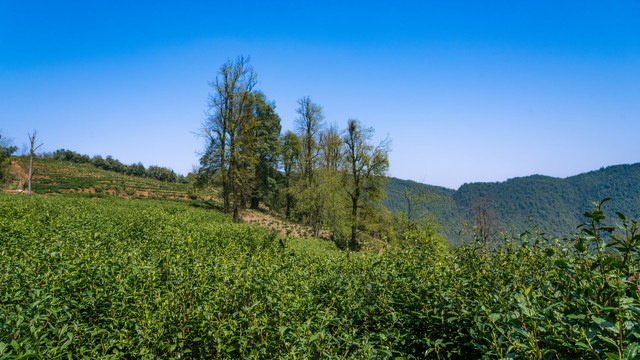 高山绿茶