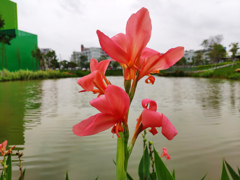 美人蕉