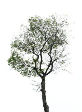树枝