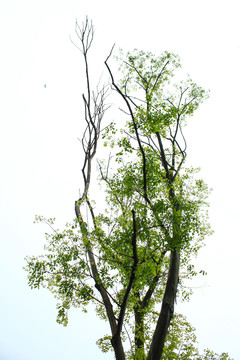 树枝