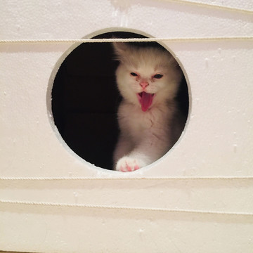 白色刚满月小猫咪玩耍高清图