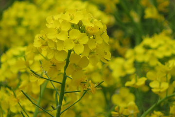 油菜花