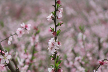 桃花