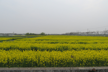 油菜花田