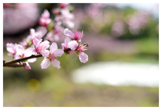 梅花