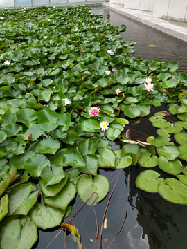池塘