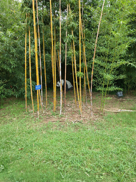 竹