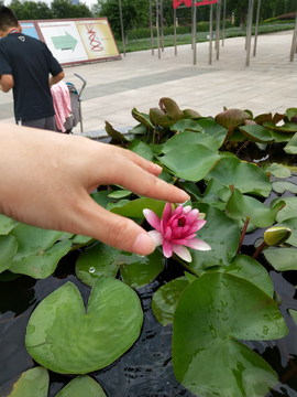 荷花