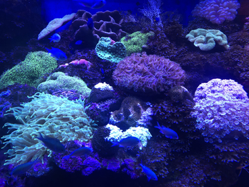 各种各样的珊瑚