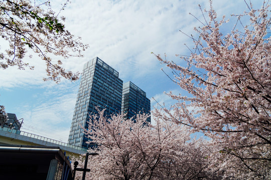 樱花树和高楼