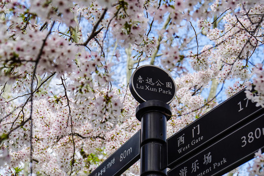樱花下的鲁迅公园