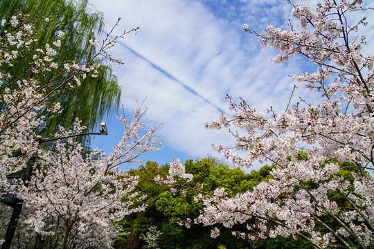 樱花