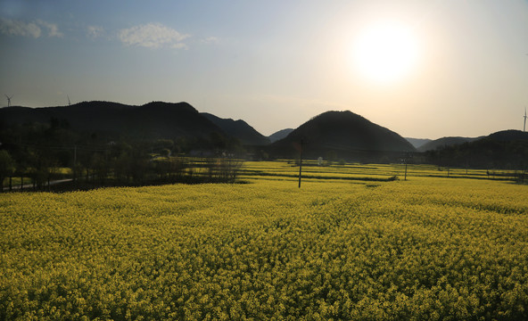 油菜花