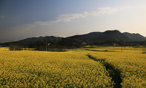 油菜花