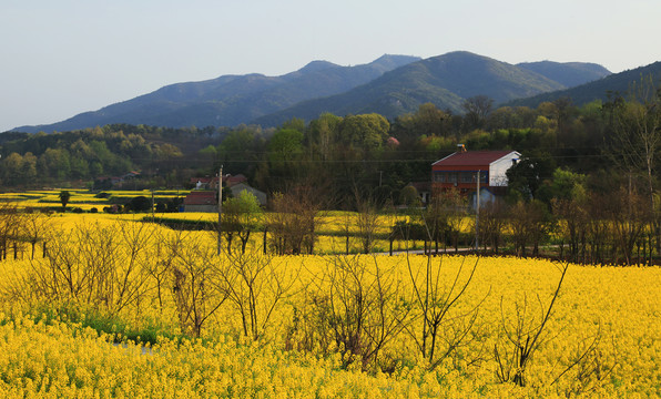 油菜花