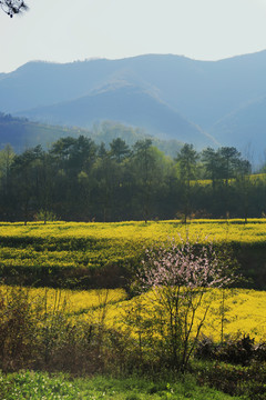 油菜花