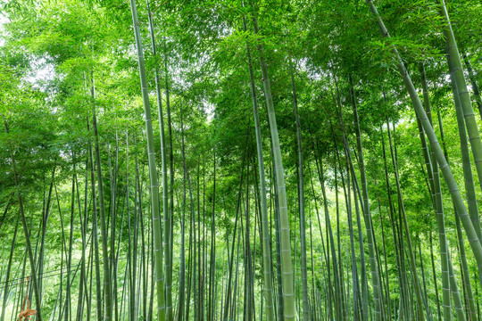 竹林