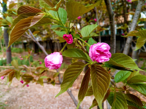 樱花