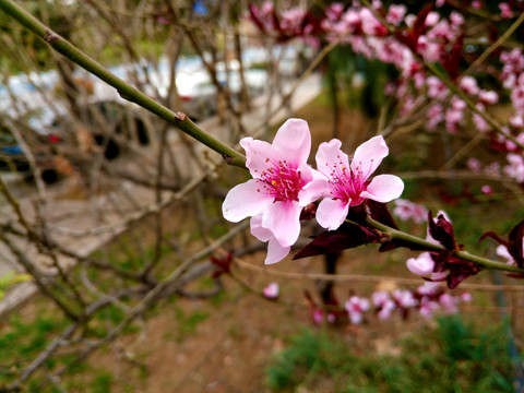 桃花