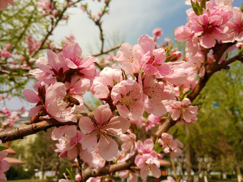 桃花