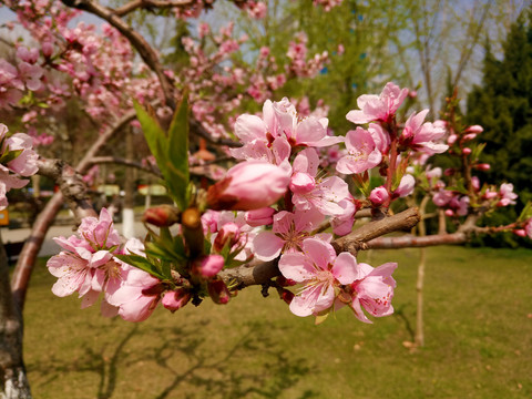 桃花