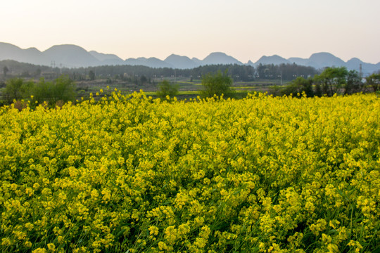 平寨油菜花