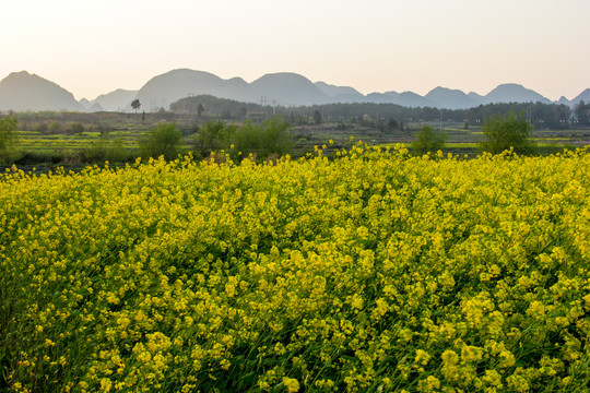 平寨油菜花