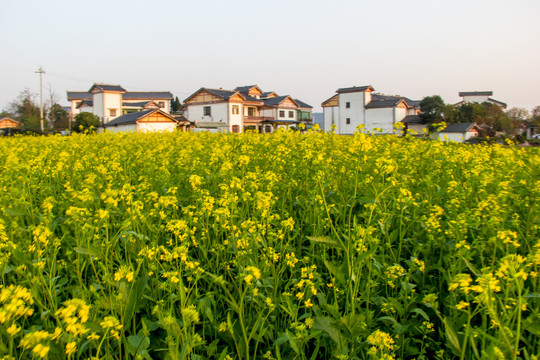 平寨油菜田